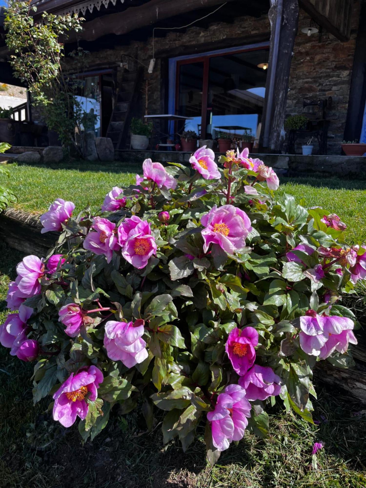 Bed and Breakfast Is Cubas Desulo Esterno foto